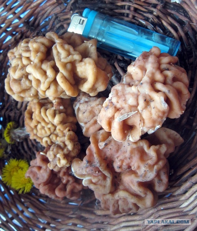 Грибной сезон открыт!