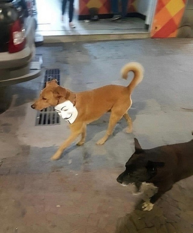 Нуштош 08.11.2023
