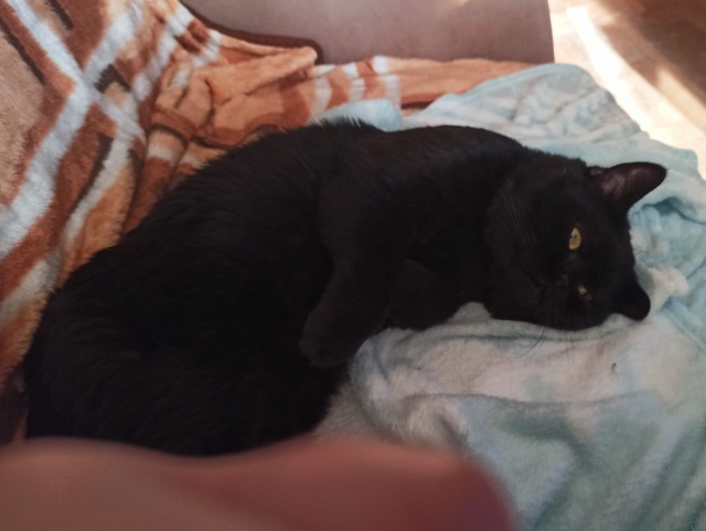 Мой котовторник