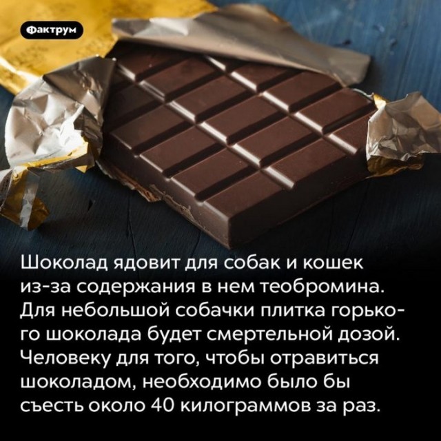 Сосед расстрелял собаку тревел-блогерши под Иркутском.