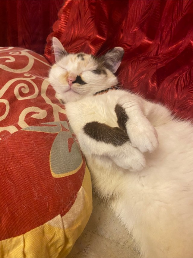 Котовторник!