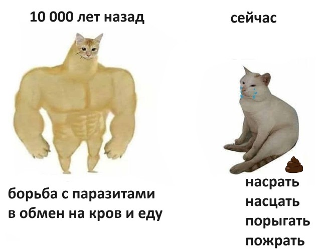 Вот и я добровольно в котовторник перешёл в рабство