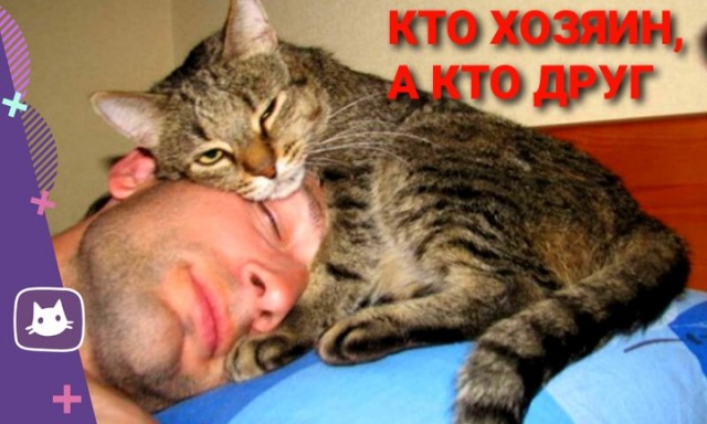 Страшнее кошки зверя нет