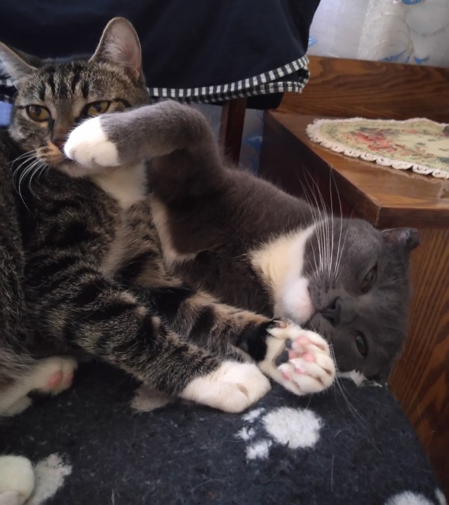К котовторнику