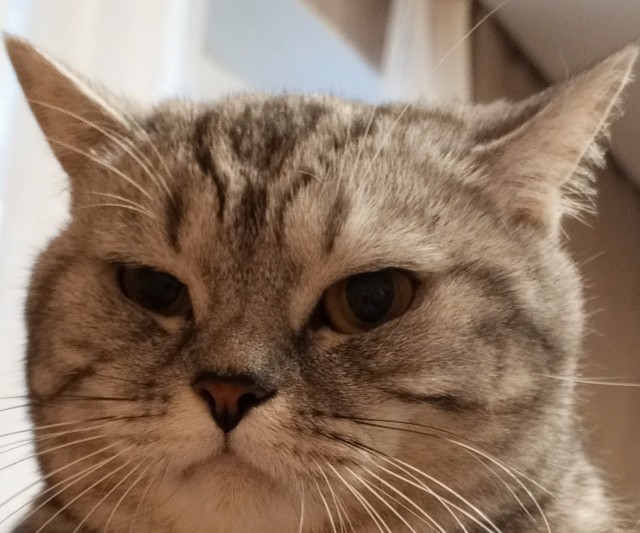 Кот с человеческим лицом.