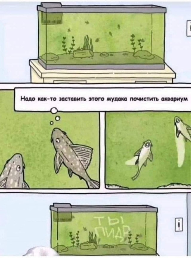 Баяны с распродажи
