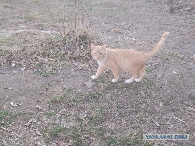 Жизнь домашнего приюта для котеек 534