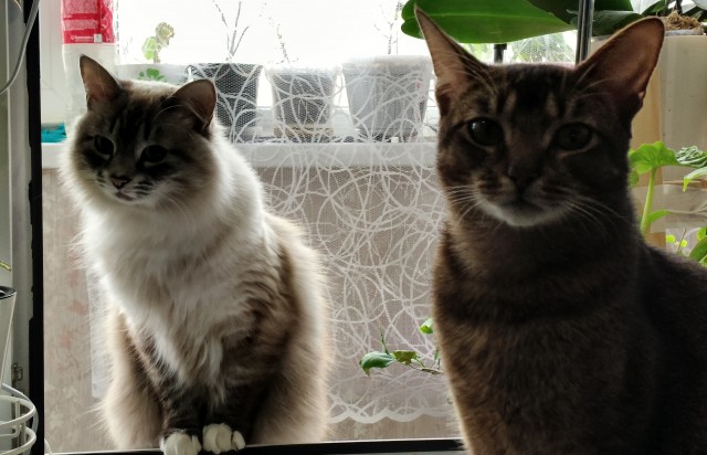 Совпало с котовторником.