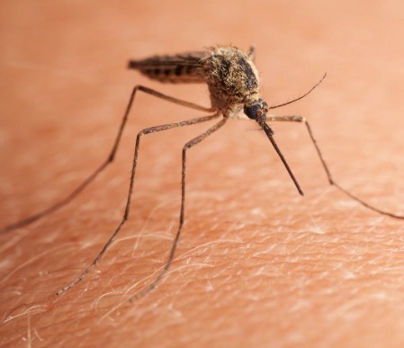 Комарики...на злобу дня