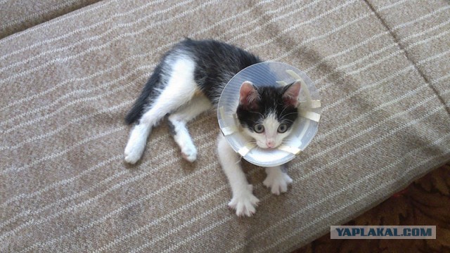 Не люди выбирают кота