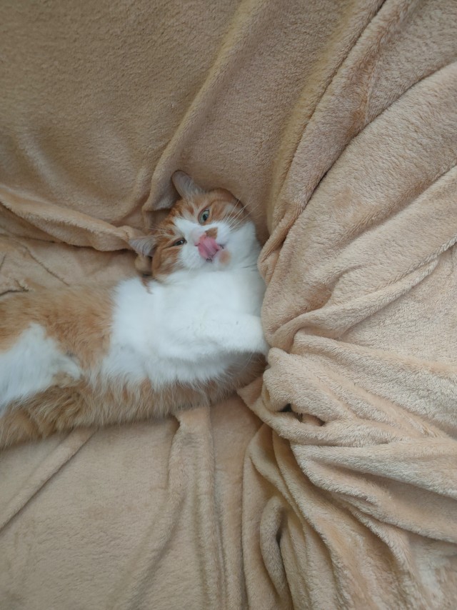 Котосон.