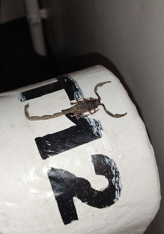 1 сентября начался новый учебный год на Кубе. Пионеры каждое утро скандируют: "Мы будем как Че!"