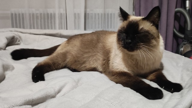 С котовторником!