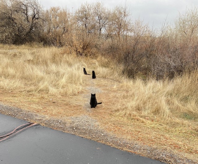 Осень (котовторник)