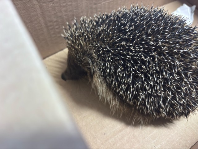 Просто милоты для хорошего настроения