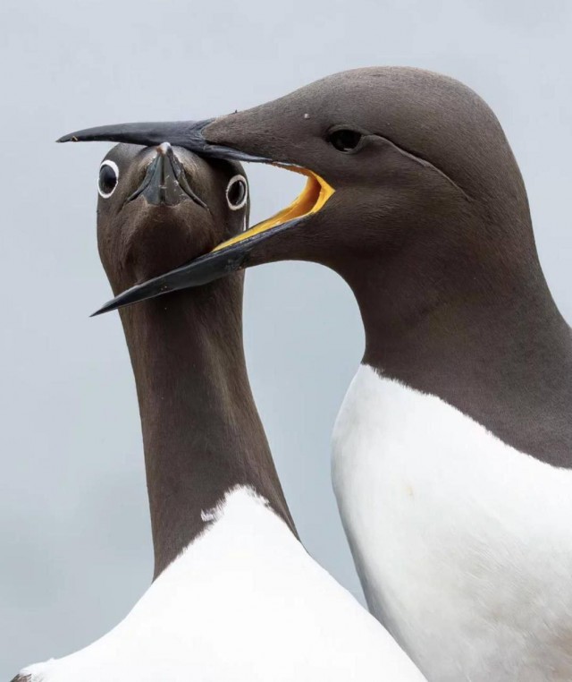Финалисты фотоконкурса Nikon Comedy Wildlife Awards 2025
