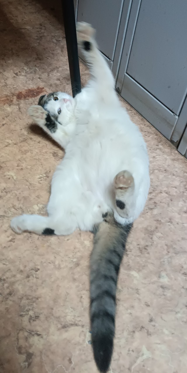 К-котовторник.