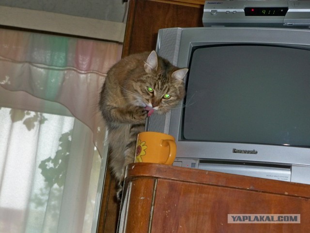 Котовторник 9.07.2013