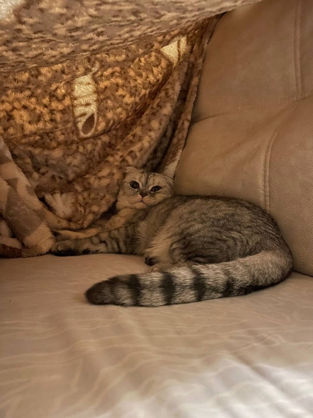 Хвостище к котовторнику