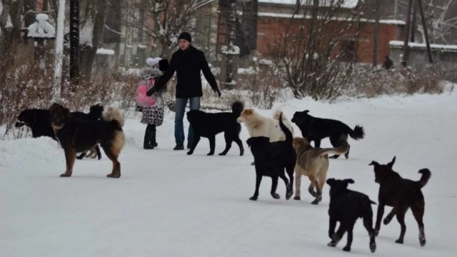 Что делать если вас укусила бродячая собяка