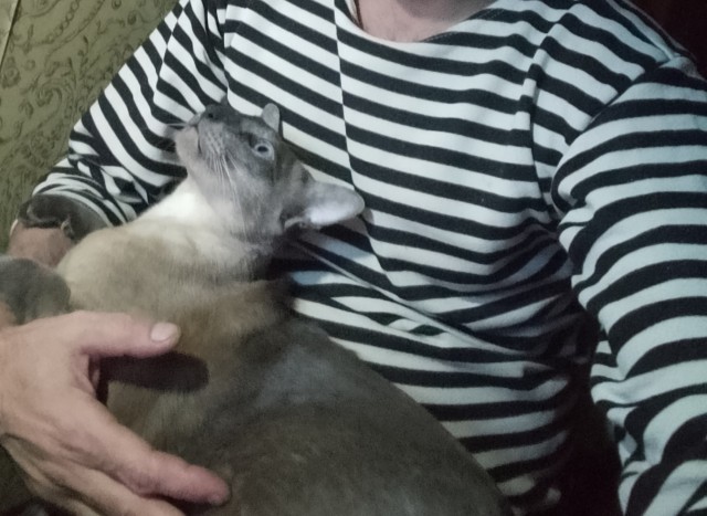 Понятно без слов