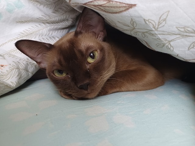Котовторник! И я теперь дважды раб