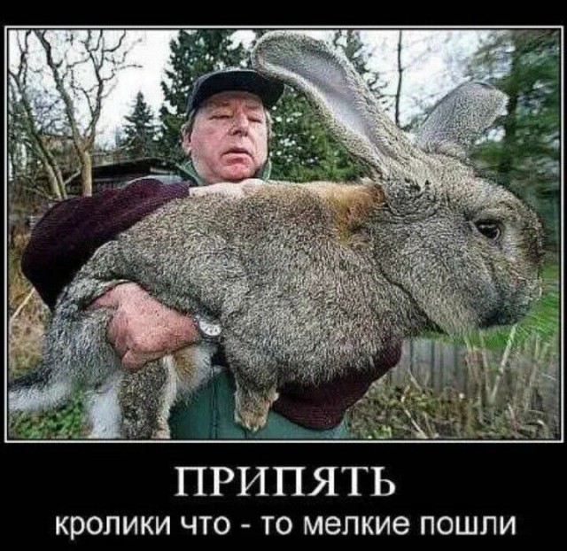 Картинки для деградации 172 (разной степени свежести)
