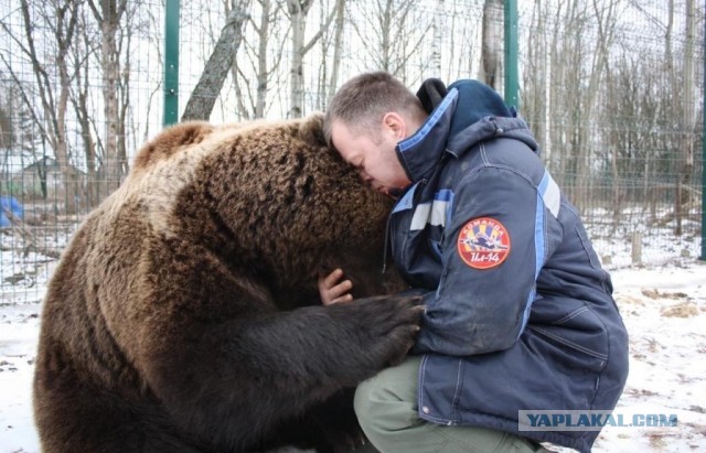 Нападение медведя на человека