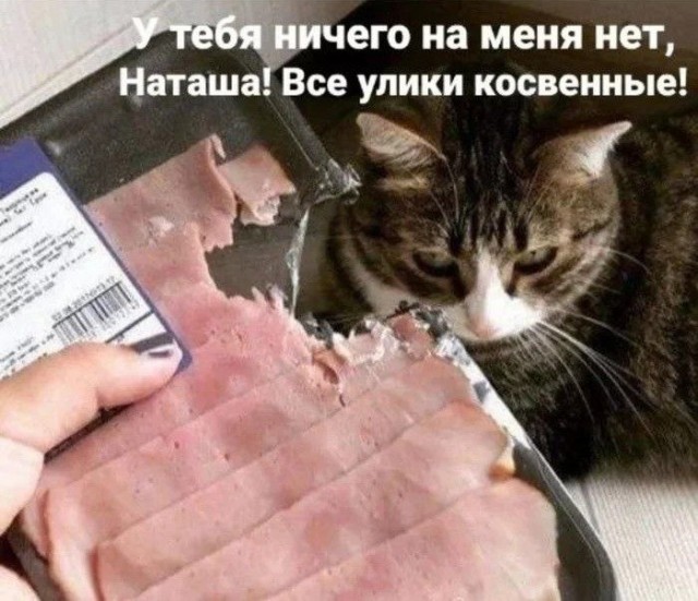 Возлюби кота ближнего своего