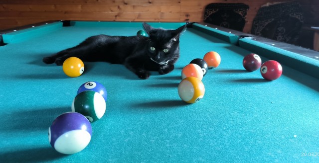 Очередной котовторник