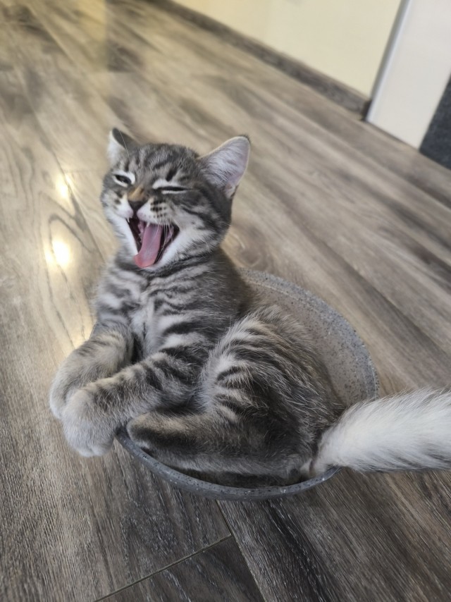Очередной котовторник
