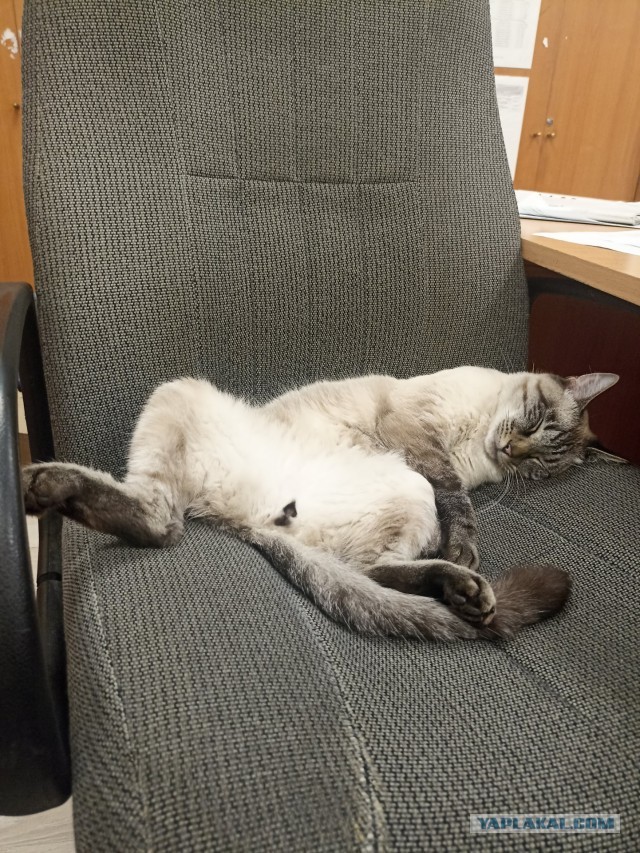 Котовторник 29.09.2026