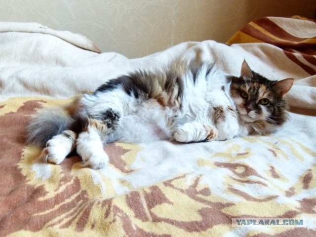 Котовторник   27.08.2013