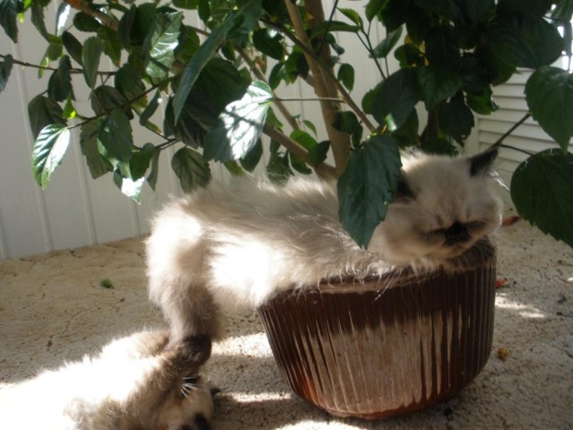 Котовторник на 24.09.2013г