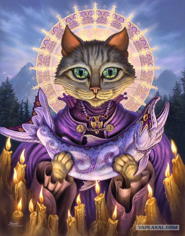 Где КОТ