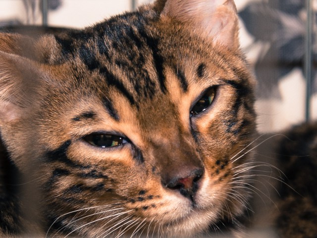 Котофоты - выставка.