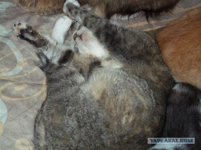 Жизнь домашнего приюта для котеек 10