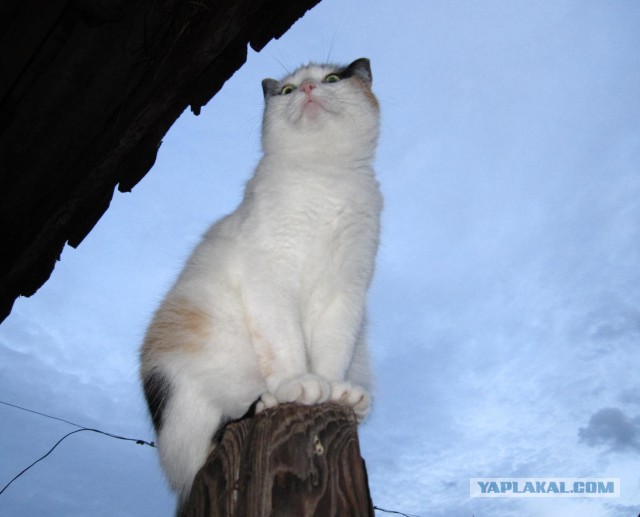 Котовторник 22.07.14