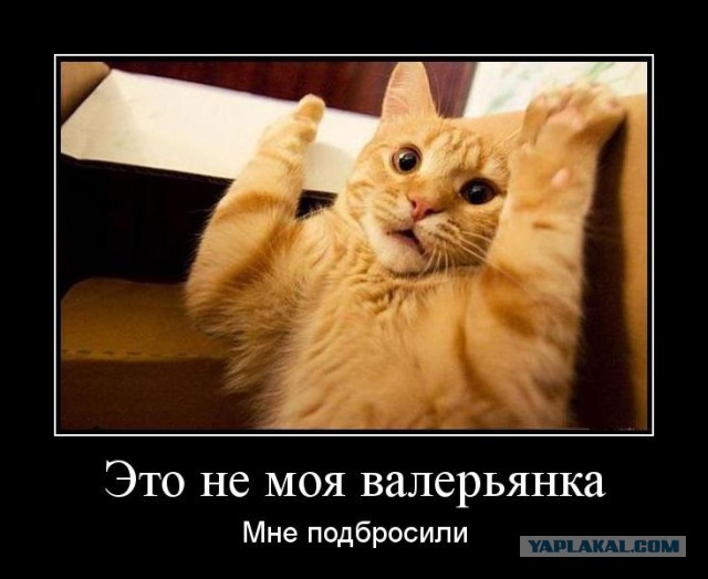Коты на лавочке