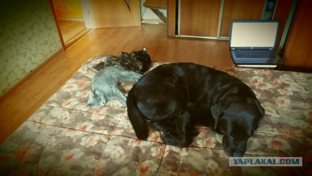 Кот думал что он хозяин в доме