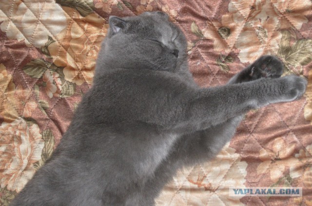 А как спит ваш кот?