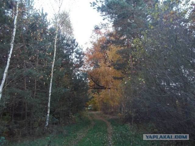 Жизнь домашнего приюта для котеек 31