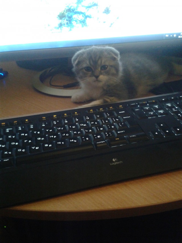 Котовторник 2.12.14