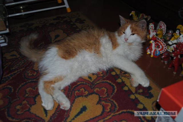 Кот сам пришел