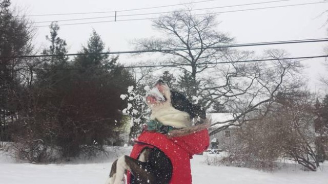 Когда собаки в первый раз увидели снег.