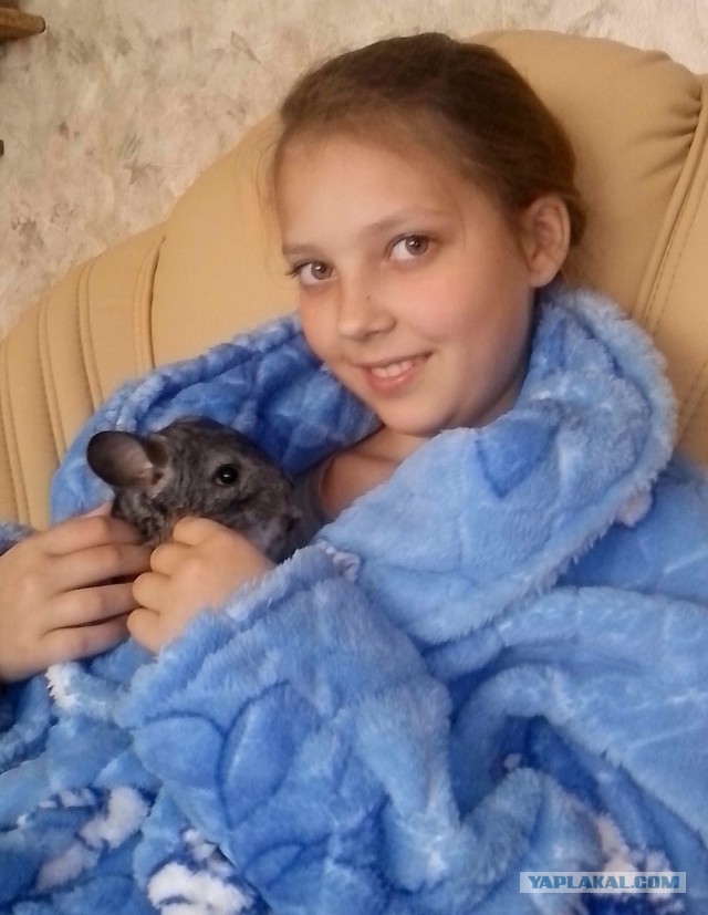 Даешь Шиншиллосреду!