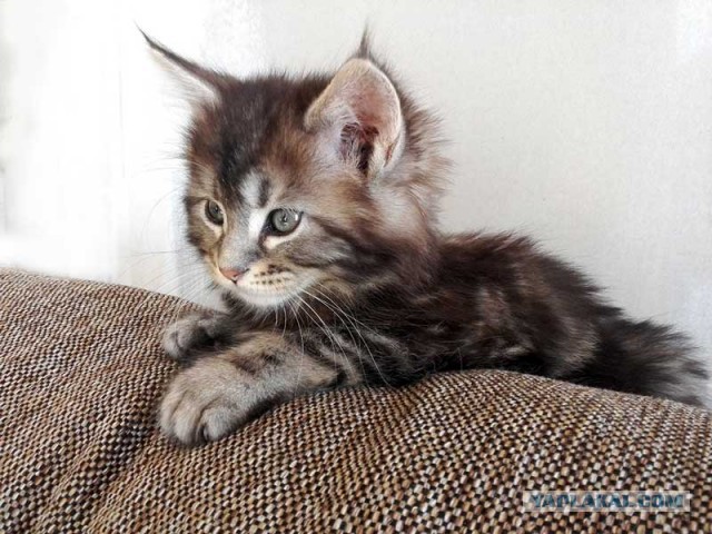 Мейн-куны - котята до старости! Я выбираю вас!