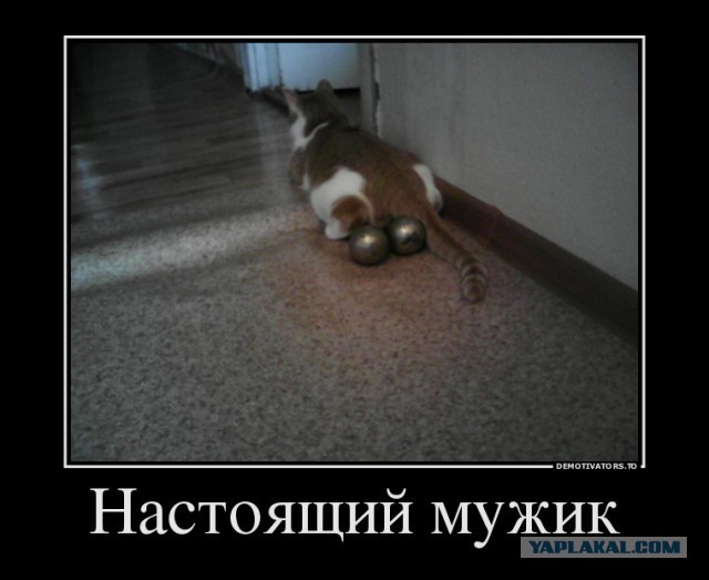 Будни кота