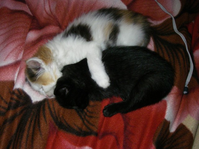 Котовторник 15.12.2015