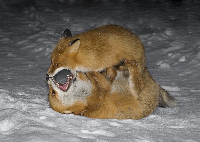 Зубы